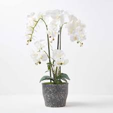 Carter and holmes orchids works to provide a variety of different orchids for sale including rare species, classic mericlones, new and unique hybrids grown from seed and more. White Orchid 82 Cm Phalaenopsis In Ceramic Pot Extra Large 4 Stems