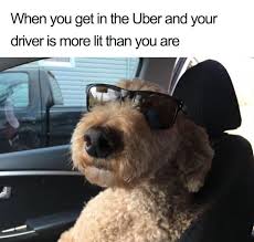 20 Hilarious Uber Animal Memes Animal Memes Funny Animal Memes Dog Best Friend Quotes