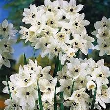 Image result for Ornithogalum seineri