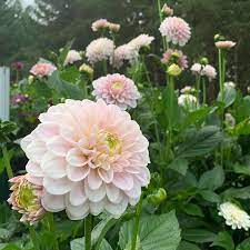 Pin By Dawn Cosgrove On Dahlia S Dahlia Video Pink Pink Silk