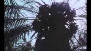 اغنية ماء يجري Youtube