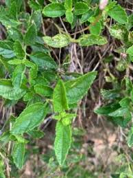 Image result for Chascanum pumilum