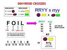 The pheotype is morphological appearance of organism. Dihybrid Cross Wikipedia