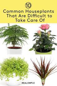 10 Common Houseplants That Are Difficult To Take Care Of Easy Care Plants Houseplants Easy Plants