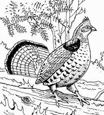 Ruffed Grouse Coloring Pages Animal Coloring Pages Bird Coloring Pages Butterfly Coloring Page