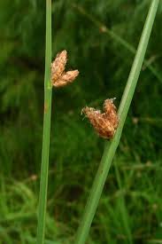 Image result for Schoenoplectiella juncea