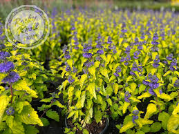 Image result for Caryopteris odorata