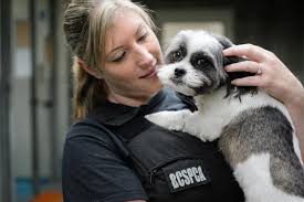 Please select from our list to view available agencies in that city. Bc Spca The B C Society For The Prevention Of Cruelty To Animals