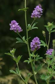 Image result for Medicago sativa