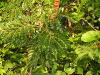 Image result for Erythrophleum