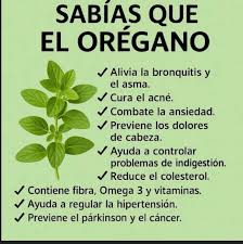 🌿El Orégano es una planta aromática muy valorada por su sabor y sus múltiples usos. En nuestro vivero contamos con plantas listas para llevar a tu cultivo o a tu hogar. ¡Aprovecha