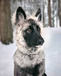 Shiloh Shepherd Dog Breed Info Pictures Traits Facts Doggie Designer In 2020 Shiloh Shepherd Dog Shepherd Dog Breeds Shiloh Shepherd