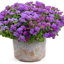 Image result for Ageratum