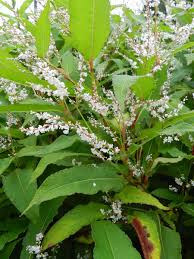 Image result for Vangueria proschii