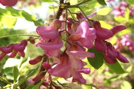 Image result for Margaretta rosea