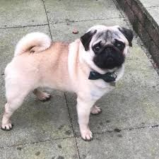 Pug puppies & dogs for sale/adoption. Pug Puppies For Sale Near Me Home Facebook