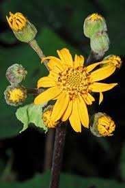 Image result for Gutenbergia polycephala