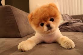 Deoarece cresc foarte repede, atingand maturitatea fizica cand au aproximativ 8 luni, acestia au nevoie de o alimentatie bazata pe proteine si grasimi, care sa le mentina nivelul de energie constant pe parcursul unei zile. Pomeranian Boo Cel Mai Simpatic Caine Din Lume Dkwy