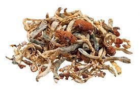 Psilocybin Mushrooms Mountainside