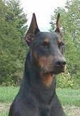 doberman ear crops cavalier doberman pinscher club