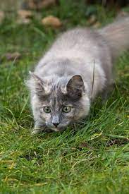 Stalking A Reason To Dislike Cats Our Neighbor S Cat Does This At My Bird Feeders Cats Cats And Kittens Cat Pose