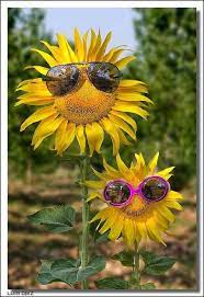 Good Morning Sunshine Sunflower Pictures Happy Flowers Sunflower