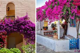 Fiori piante da interno pendenti : Piante Rampicanti Ecco Come E Quali Usare Per Arredare Il Giardino Con La Natura