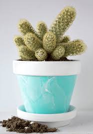 However, you can also grow a cactus at home, which can be far away from a desert. How To Care For Cactus House Plants Indoor Cacti Care