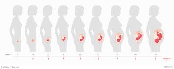 5 Ssw Schwangerschaftswoche Das Herz Beginnt Zu Schlagen
