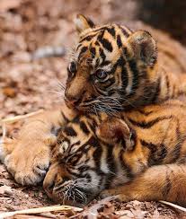 playing cubs ii by tambako the jaguar on flickr cat cuddle baby tigers tiger pictures