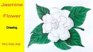 Turning to the beauty of nature and drawing on the wealth of symbolism surrounding plants and flowers is a surefire way to boost your own. How To Draw Jasmine Flower Very Easy For Beginners Easy Very Jasmine Flower Sketch Draw Session Youtube