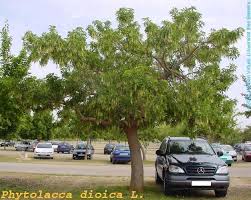 Image result for Phytolacca dioica