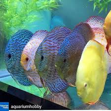 Great Picture Of Discus From Aquariumhobby Do You Have A Discus Tank Brightwellaquatics Freshwater Products Are Tropical Fish Aquarium Discus Fish Cichlids