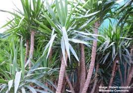 Elephantipes commonly known as the stick yucca or as it should now make more sense; Yucca Elephantipes Spineless Yucca Stick Yucca Care Guide