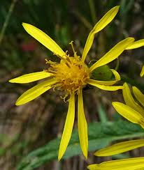 Image result for Senecio sp.no.3