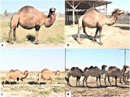 Thousands of years ago wild mammals were domesticated and gave human beings milk, wool and how mammals have babies. Dromedary Camelus Dromedarius And Bactrian Camel Camelus Bactrianus Crossbreeding Husbandry Practices In Turkey And Kazakhstan An In Depth Review Pastoralism Full Text