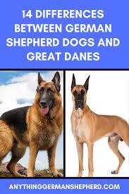 14 Differences Between German Shepherd Dogs And Great Danes Great Dane Dogs German Shepherd Dogs