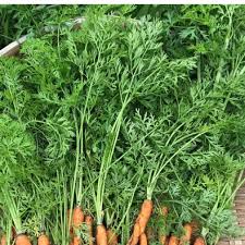 鹿児島産 無農薬 無肥料 にんじんの葉 ニンジンの葉っぱ 人参葉の通販 By キッチンガーデンｎｊ S Shop ラクマ