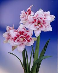 Pin On Flowers