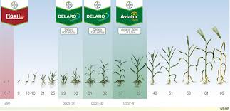 Barley Diseases Spray Programme Bayer Crop Science New Zealand