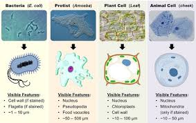 Check spelling or type a new query. Gr 9 Topic 7 Microscopy Amazing World Of Science With Mr Green