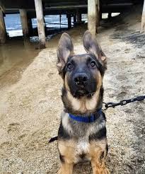 We did not find results for: Lab German Shepherd Mix Facts