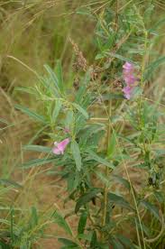 Image result for Sesamum angolense