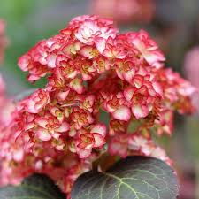 Image result for Ozoroa macrophylla