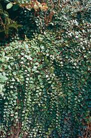 Image result for Galiniera