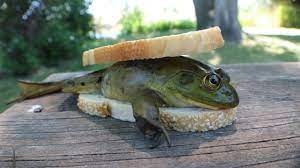 Maybe you would like to learn more about one of these? Making A Frog Sandwich Catch N Cook Bullfrogs Youtube