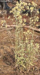 Image result for Fagopyrum snowdenii