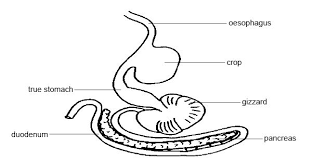Specifically, the digestive system takes in food (ingests it), breaks it down physically and chemically into nutrient molecules (digests it), and absorbs the nutrients into the bloodstream, then, it rids the. Anatomy And Physiology Of Animals The Gut And Digestion Wikibooks Open Books For An Open World