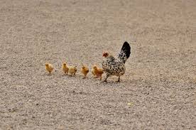 Masukkan beberapa keping asam keping ke dalam besen mandian yang berisi air suam. 8 Petua Mudah Lembutkan Ayam Pencen Yang Anda Masak Boleh Cuba Selalu Jasduit