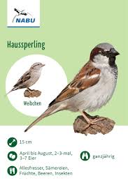 Haussperling Nabu Vogeltrainer Haussperling Vogel Im Garten Vogel Als Haustiere